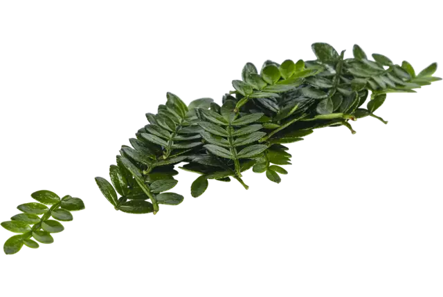 Sansho leaves (+-- 25 blaadjes-schaal) kist 8 stuks